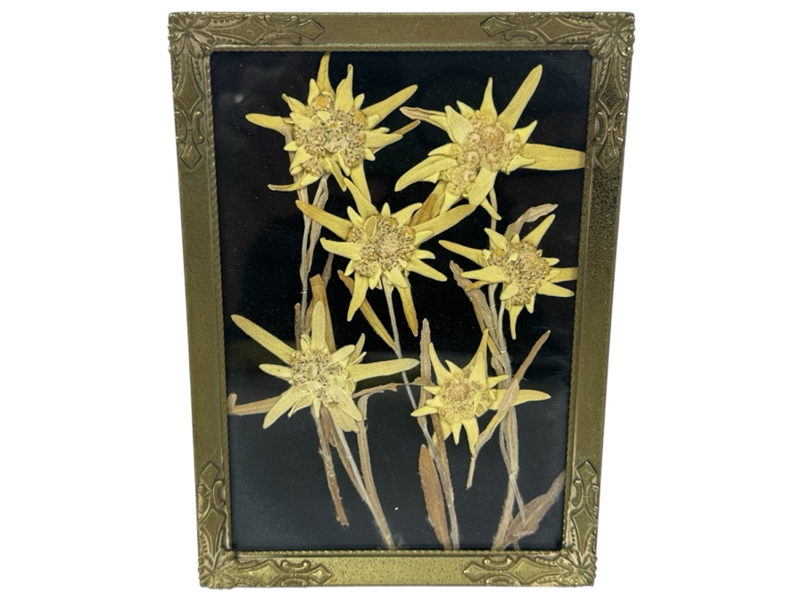 Just Added - Vintage Dried Edelweiss Flowers In Vintage Frame 5 X 7