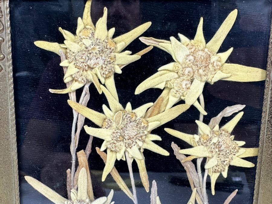 Just Added - Vintage Dried Edelweiss Flowers In Vintage Frame 5 X 7 [Photo 4]