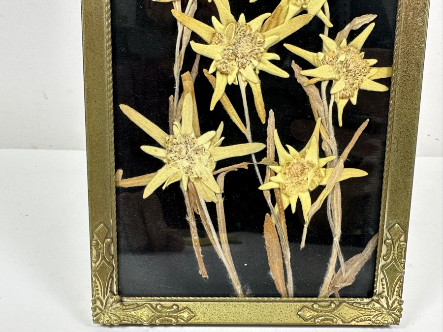Just Added - Vintage Dried Edelweiss Flowers In Vintage Frame 5 X 7 [Photo 3]