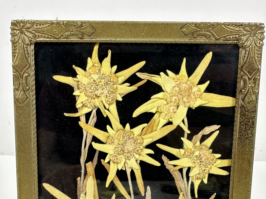 Just Added - Vintage Dried Edelweiss Flowers In Vintage Frame 5 X 7 [Photo 2]