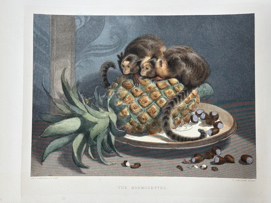 Just Added - Antique 1800s Thomas Landseer Engraving Of A Painting By His Brother Sir Edwin Henry Landseer Titled “The Marmozetts” 13 X 10 [Photo 3]