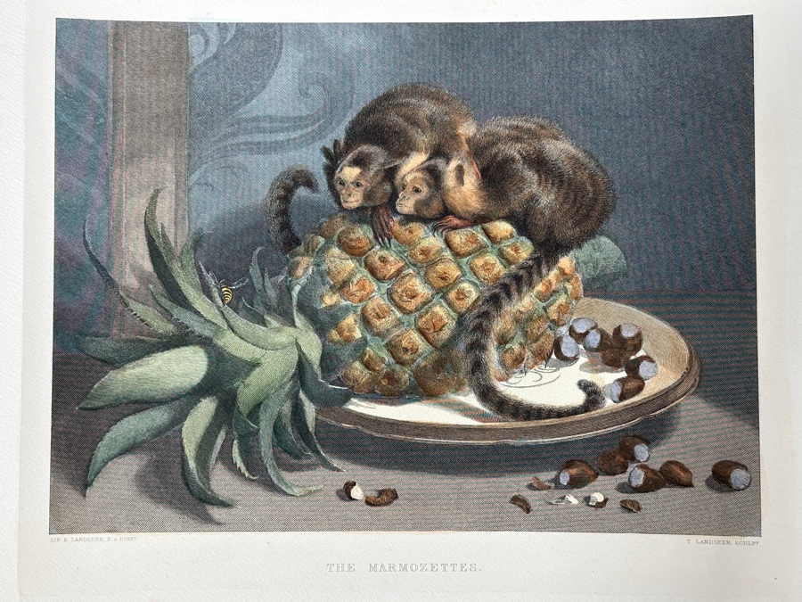 Just Added - Antique 1800s Thomas Landseer Engraving Of A Painting By His Brother Sir Edwin Henry Landseer Titled “The Marmozetts” 13 X 10 [Photo 4]