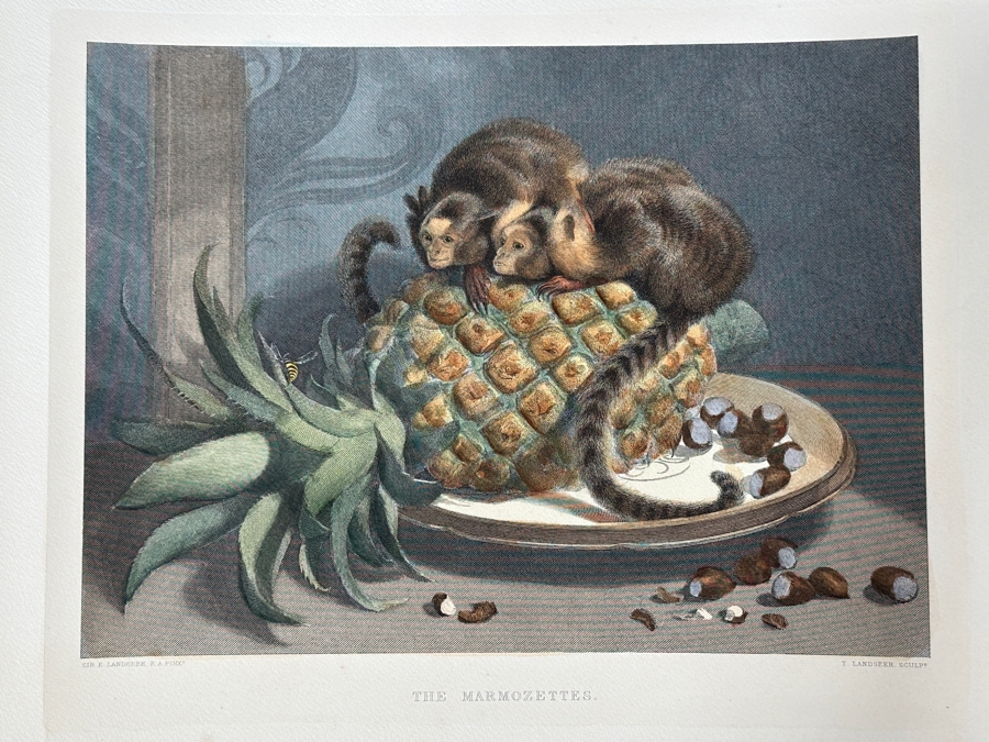 Just Added - Antique 1800s Thomas Landseer Engraving Of A Painting By His Brother Sir Edwin Henry Landseer Titled “The Marmozetts” 13 X 10