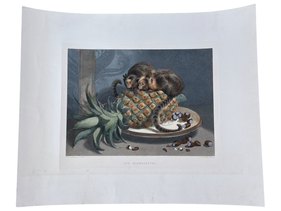 Just Added - Antique 1800s Thomas Landseer Engraving Of A Painting By His Brother Sir Edwin Henry Landseer Titled “The Marmozetts” 13 X 10 [Photo 2]