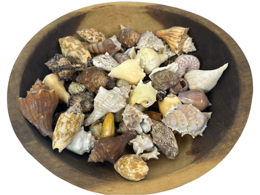 Just Added - Wooden Bowl 13.5W Filled With Organic Seashells