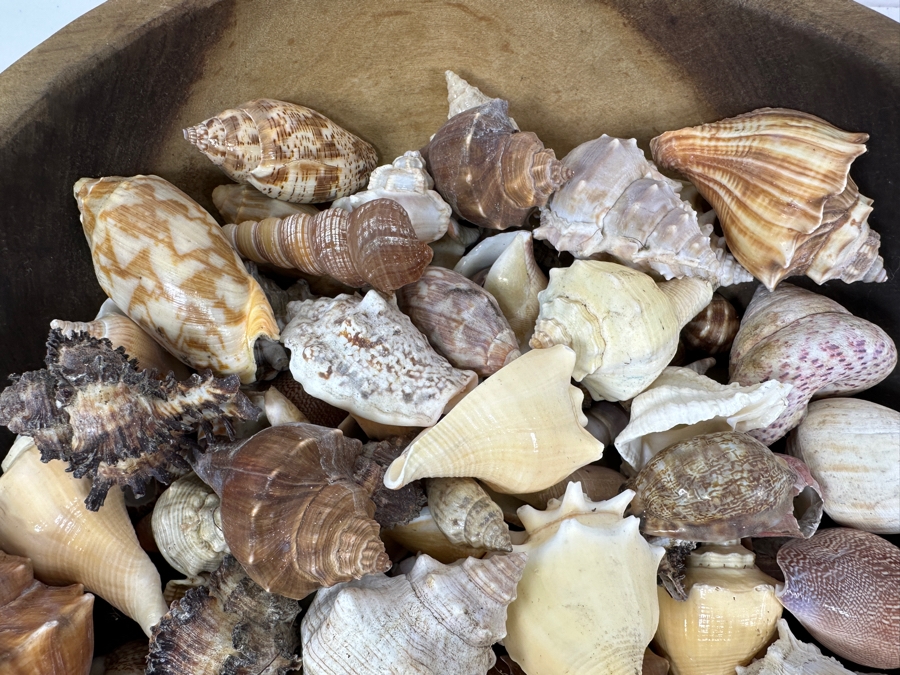 Just Added - Wooden Bowl 13.5W Filled With Organic Seashells [Photo 4]