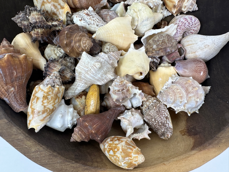 Just Added - Wooden Bowl 13.5W Filled With Organic Seashells [Photo 5]