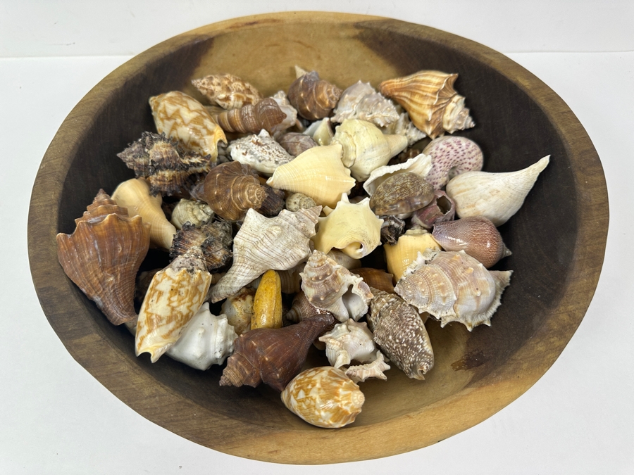 Just Added - Wooden Bowl 13.5W Filled With Organic Seashells [Photo 2]