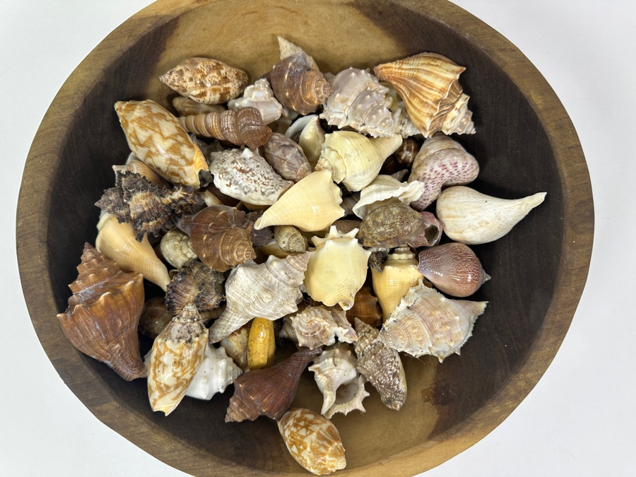 Just Added - Wooden Bowl 13.5W Filled With Organic Seashells [Photo 3]