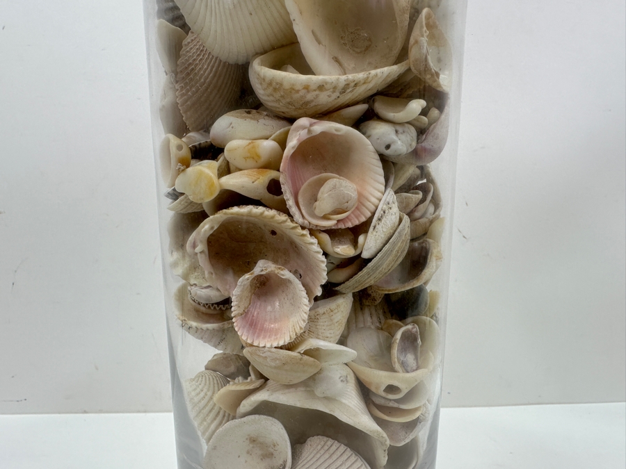 Just Added - Bubble Glass Vase Filled With Organic Seashells 14H [Photo 4]