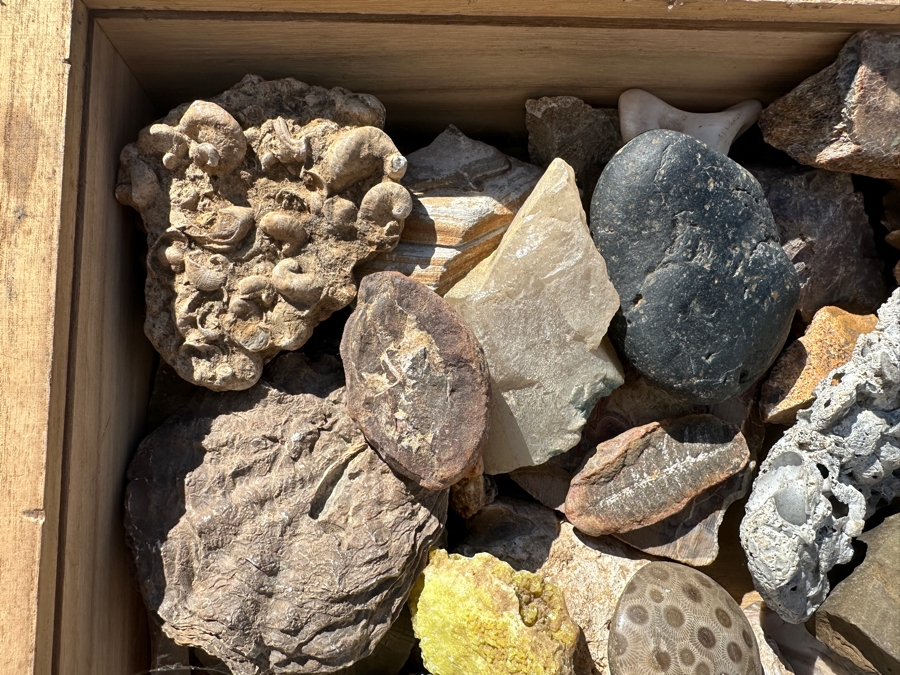 Just Added - Collection Of Various Rocks, Minerals, Crystals & Fossils In Wooden Display Box With Glass Top - See Photos [Photo 6]