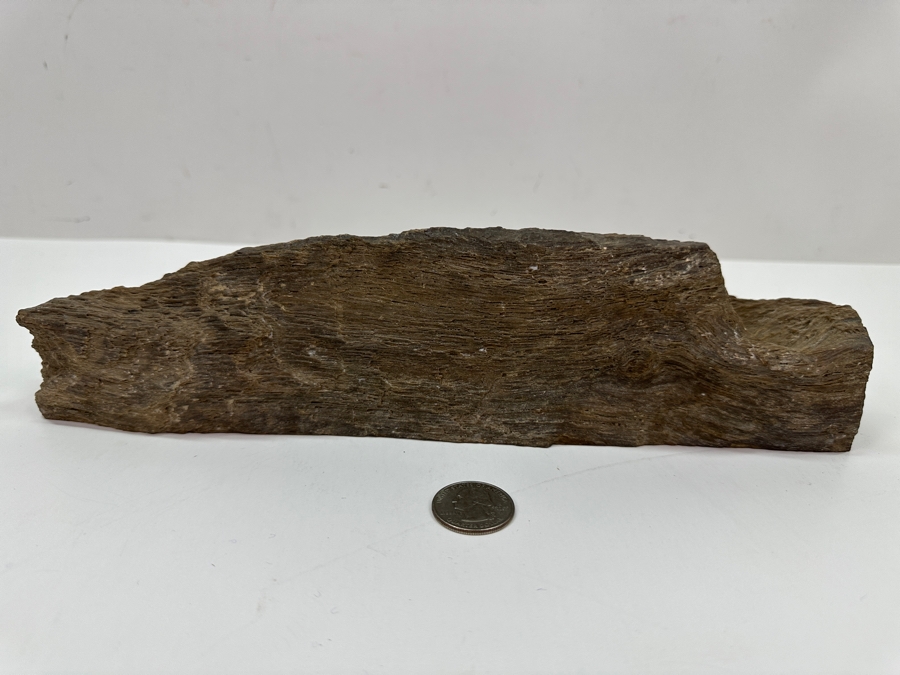 Just Added - Piece Of Petrified Wood 11W X 2D X 3H [Photo 3]