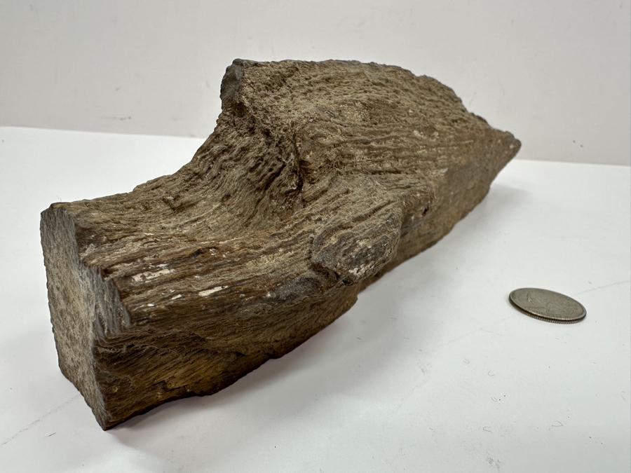 Just Added - Piece Of Petrified Wood 11W X 2D X 3H [Photo 2]