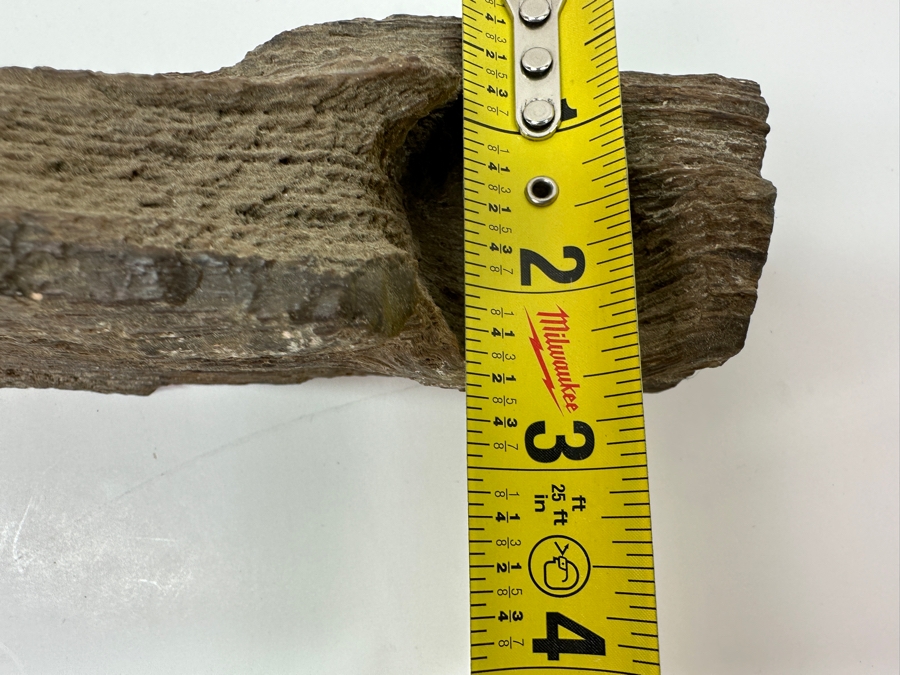 Just Added - Piece Of Petrified Wood 11W X 2D X 3H [Photo 6]