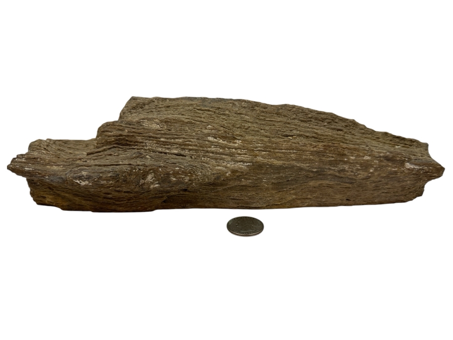 Just Added - Piece Of Petrified Wood 11W X 2D X 3H