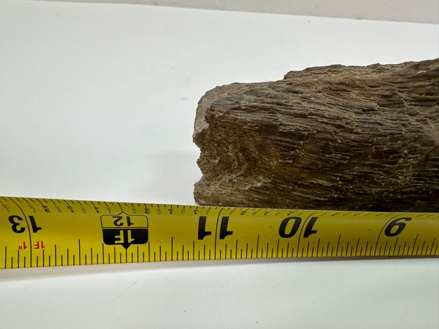 Just Added - Piece Of Petrified Wood 11W X 2D X 3H [Photo 5]