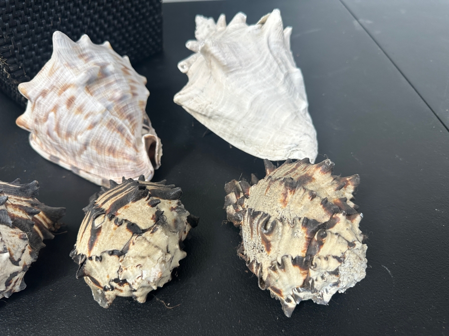 Just Added - Black Basket and Collection of Shells [Photo 3]