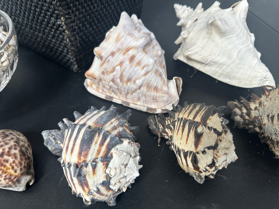 Just Added - Black Basket and Collection of Shells [Photo 2]