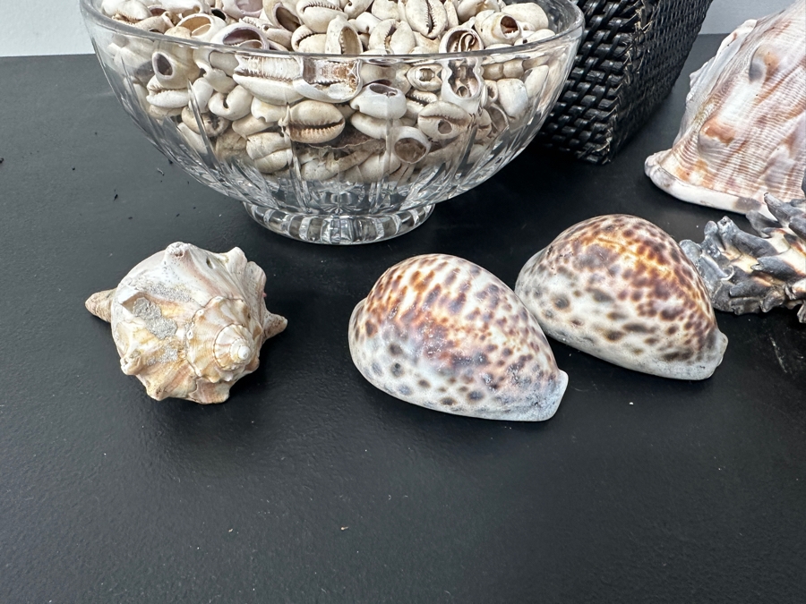 Just Added - Black Basket and Collection of Shells [Photo 6]