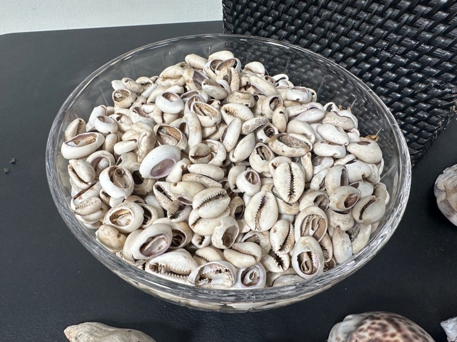 Just Added - Black Basket and Collection of Shells [Photo 4]