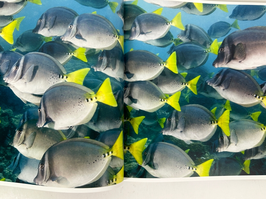 Just Added - The Life and Love of The Sea by Lewis Blackwell [Photo 2]