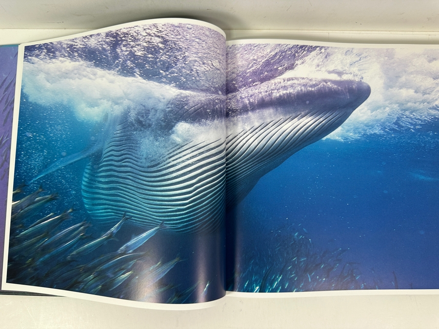 Just Added - The Life and Love of The Sea by Lewis Blackwell [Photo 4]