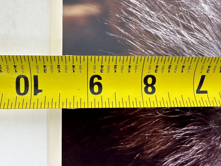 Dan Budnik Hand Signed 'Woodstock' One Day Old Bald Eagle Photograph Signed Front And Back By Dan Budnik 1987 [Photo 6]