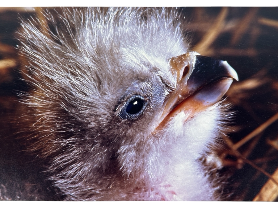 Dan Budnik Hand Signed 'Woodstock' One Day Old Bald Eagle Photograph Signed Front And Back By Dan Budnik 1987