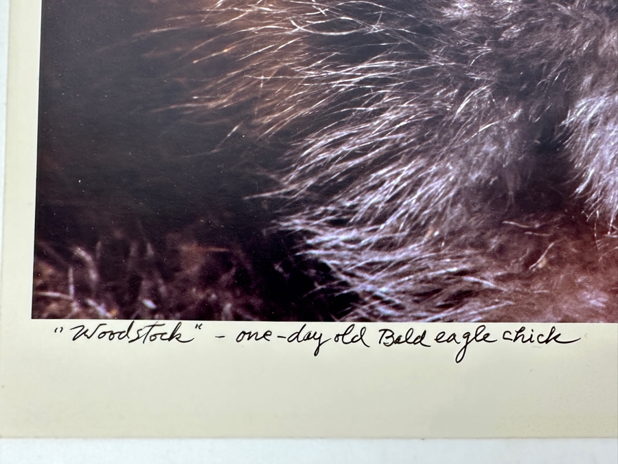 Dan Budnik Hand Signed 'Woodstock' One Day Old Bald Eagle Photograph Signed Front And Back By Dan Budnik 1987 [Photo 3]
