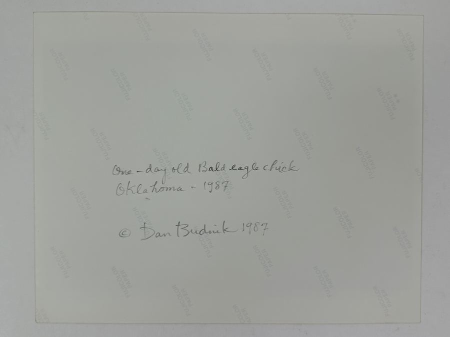 Dan Budnik Hand Signed 'Woodstock' One Day Old Bald Eagle Photograph Signed Front And Back By Dan Budnik 1987 [Photo 4]