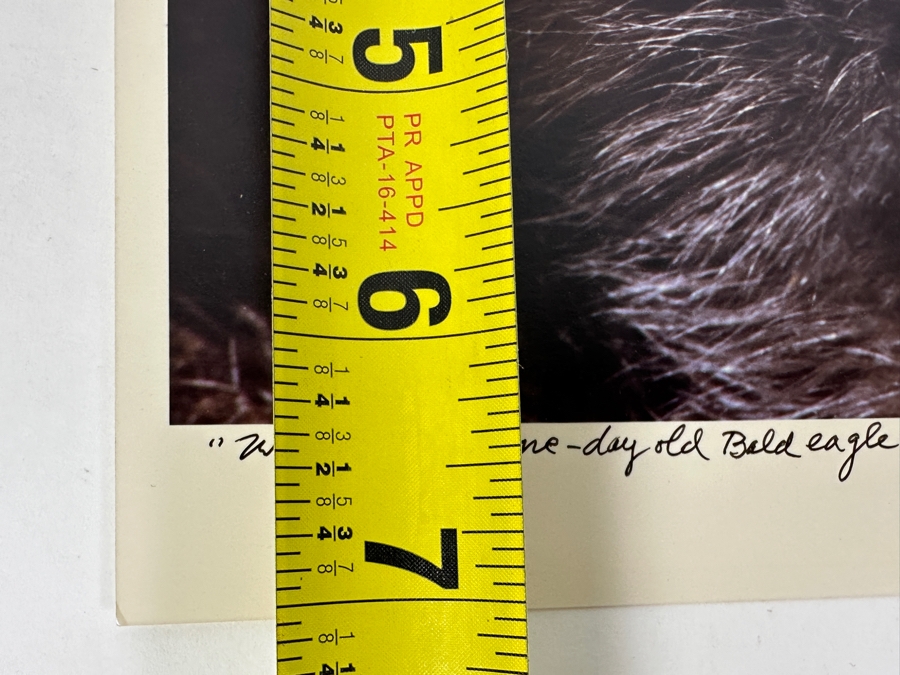 Dan Budnik Hand Signed 'Woodstock' One Day Old Bald Eagle Photograph Signed Front And Back By Dan Budnik 1987 [Photo 7]