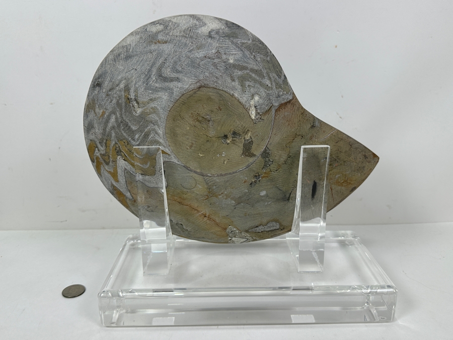 Large Moroccan Pre-Historic Ammonite Fossil With Lucite Stand 11'W X 11'H [Photo 5]