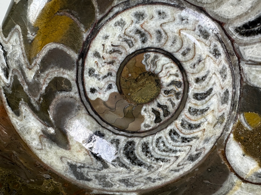 Large Moroccan Pre-Historic Ammonite Fossil With Lucite Stand 11'W X 11'H [Photo 3]