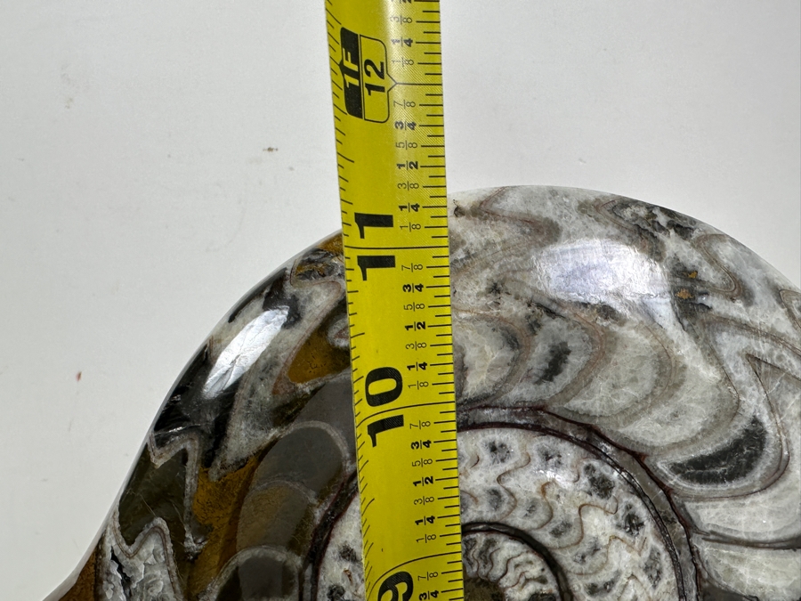 Large Moroccan Pre-Historic Ammonite Fossil With Lucite Stand 11'W X 11'H [Photo 8]