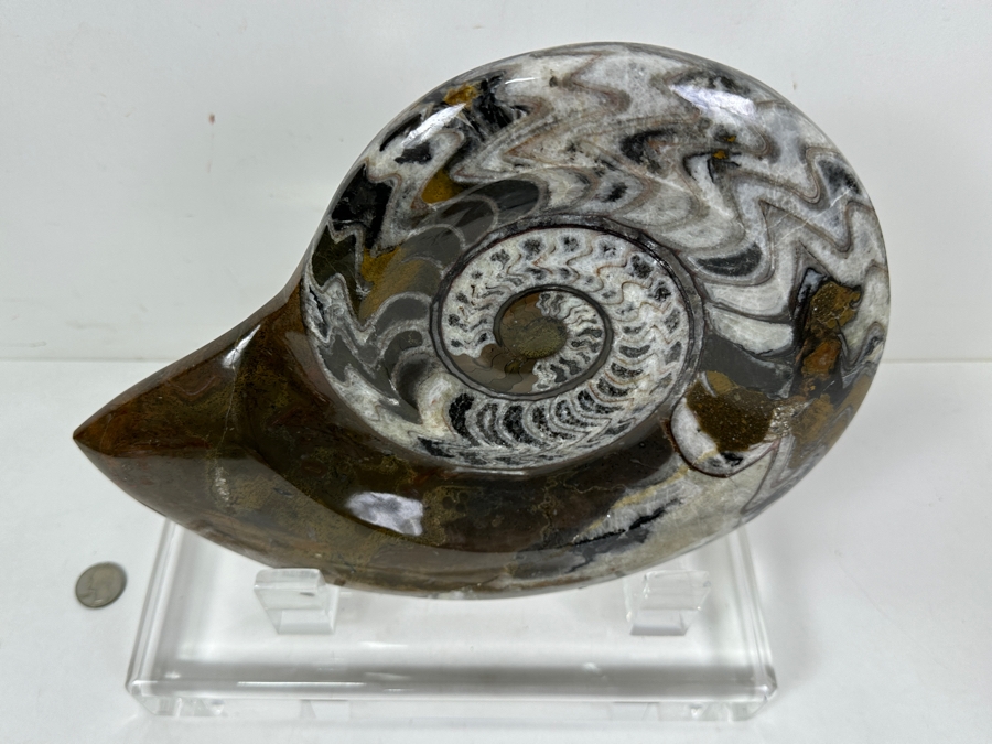 Large Moroccan Pre-Historic Ammonite Fossil With Lucite Stand 11'W X 11'H [Photo 4]