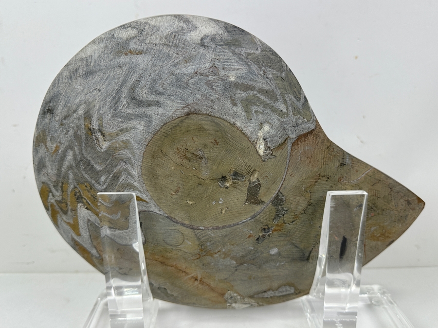 Large Moroccan Pre-Historic Ammonite Fossil With Lucite Stand 11'W X 11'H [Photo 6]
