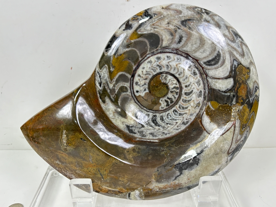 Large Moroccan Pre-Historic Ammonite Fossil With Lucite Stand 11'W X 11'H [Photo 2]