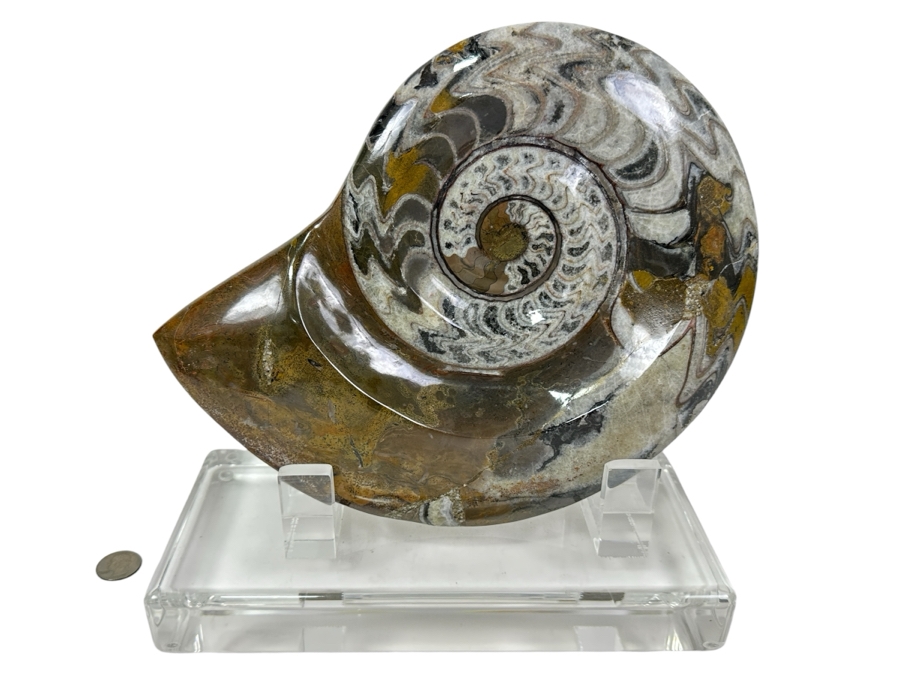 Large Moroccan Pre-Historic Ammonite Fossil With Lucite Stand 11'W X 11'H