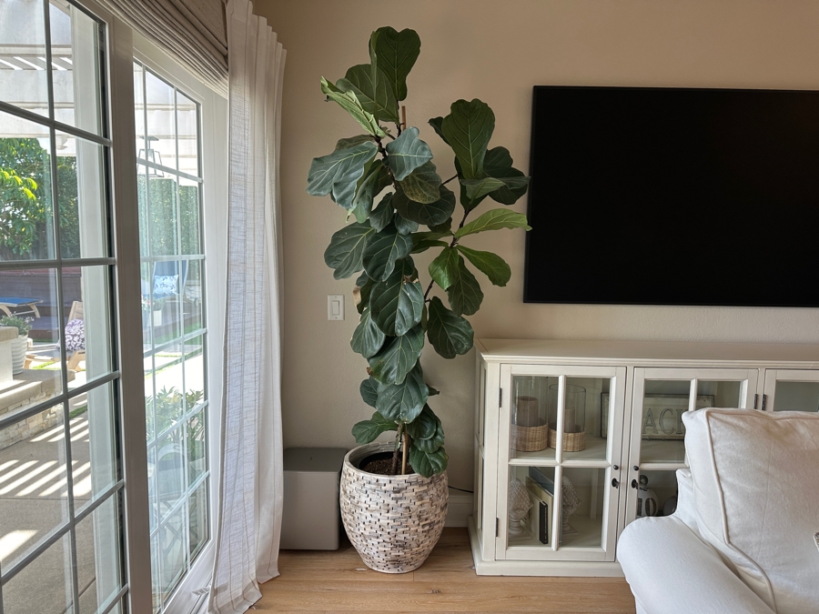 Large Indoor Natural Fiddle Leaf Fig Plant With Wooden Planter 88'H
