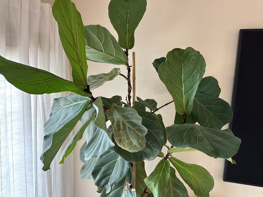Large Indoor Natural Fiddle Leaf Fig Plant With Wooden Planter 88'H [Photo 3]
