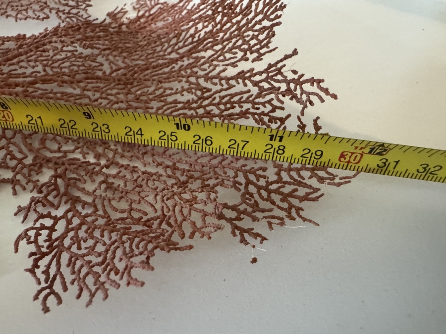 Dried Natural Black Sea Fan Coral (20'H) and Dried Red Sea Fan Specimen (12'H) [Photo 4]