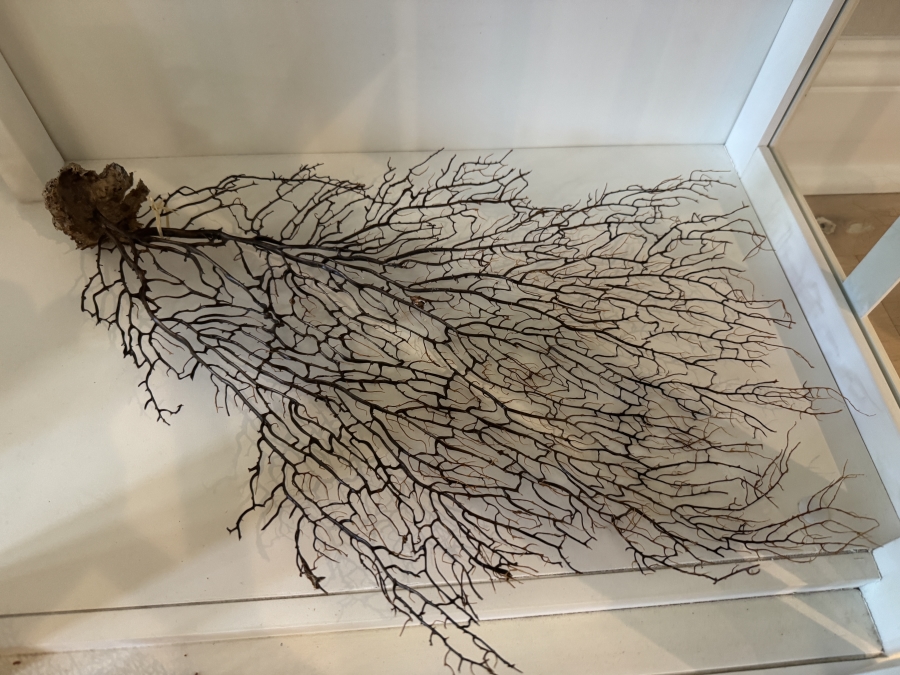 Dried Natural Black Sea Fan Coral (20'H) and Dried Red Sea Fan Specimen (12'H) [Photo 2]