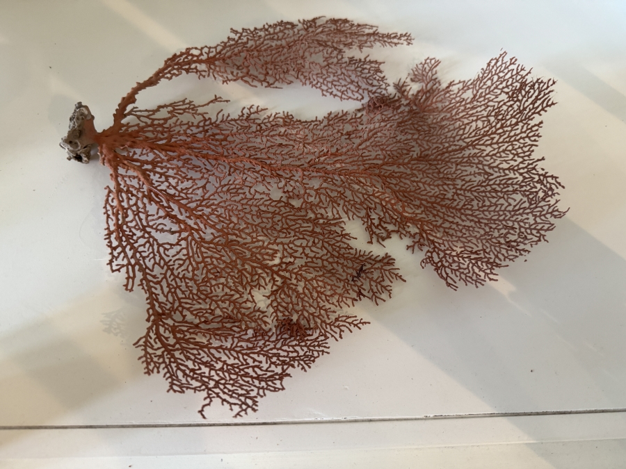 Dried Natural Black Sea Fan Coral (20'H) and Dried Red Sea Fan Specimen (12'H) [Photo 3]