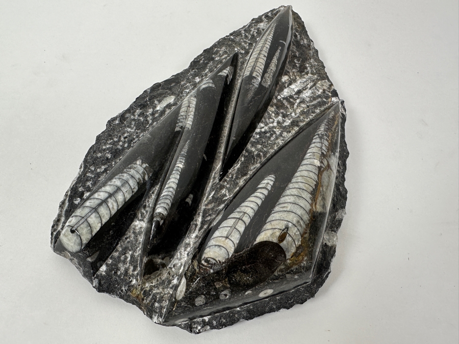Just Added - Stunning Black Rock Slab Featuring Multiple White Orthoceras Fossils 9.5'L [Photo 3]