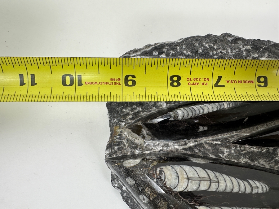 Just Added - Stunning Black Rock Slab Featuring Multiple White Orthoceras Fossils 9.5'L [Photo 5]