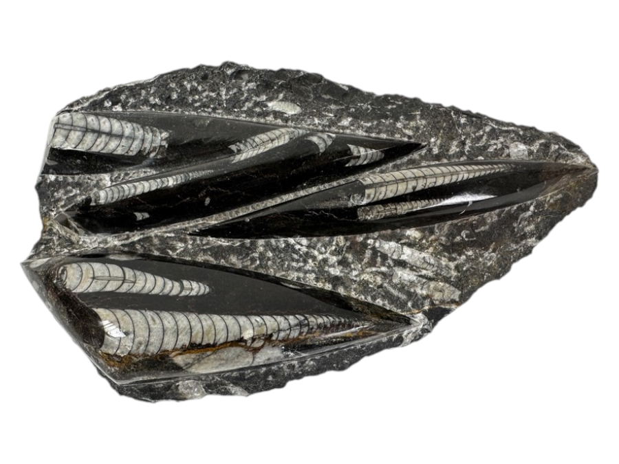 Just Added - Stunning Black Rock Slab Featuring Multiple White Orthoceras Fossils 9.5'L