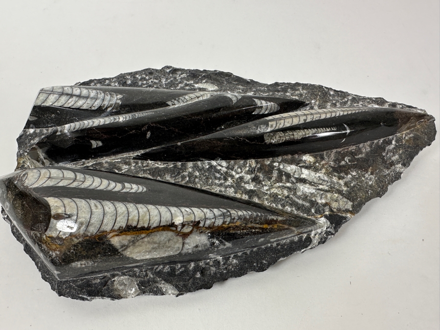 Just Added - Stunning Black Rock Slab Featuring Multiple White Orthoceras Fossils 9.5'L [Photo 2]