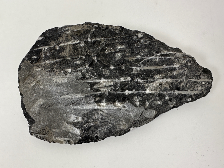 Just Added - Stunning Black Rock Slab Featuring Multiple White Orthoceras Fossils 9.5'L [Photo 4]