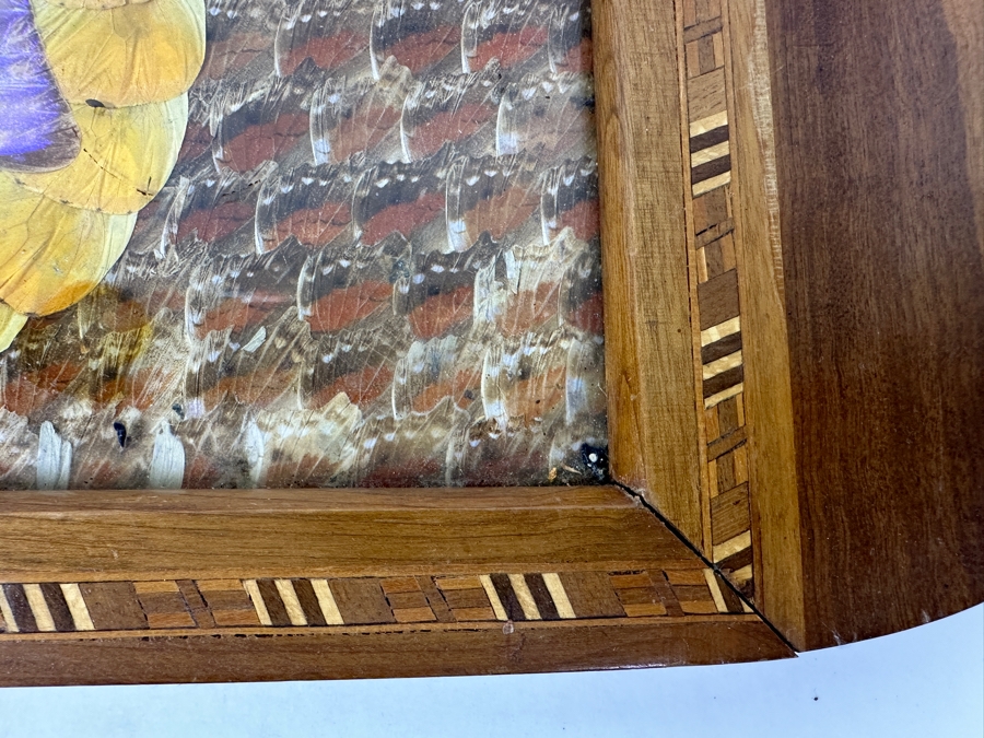 Decorative Tray Featuring A Kaleidoscope Of Real Butterfly Wings Framed In Wood 20'W x 13'W [Photo 7]