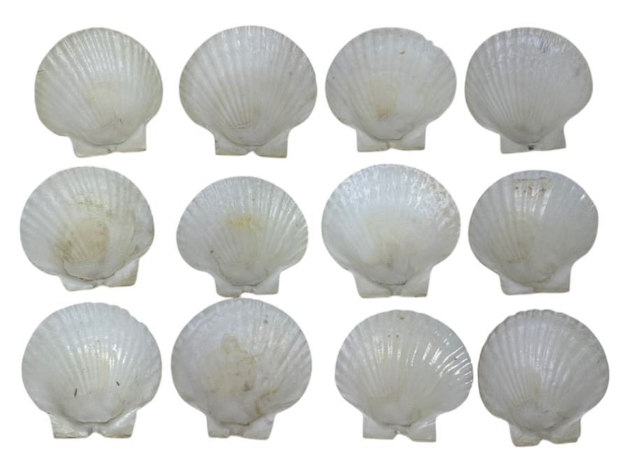 (12) Organic Seashells